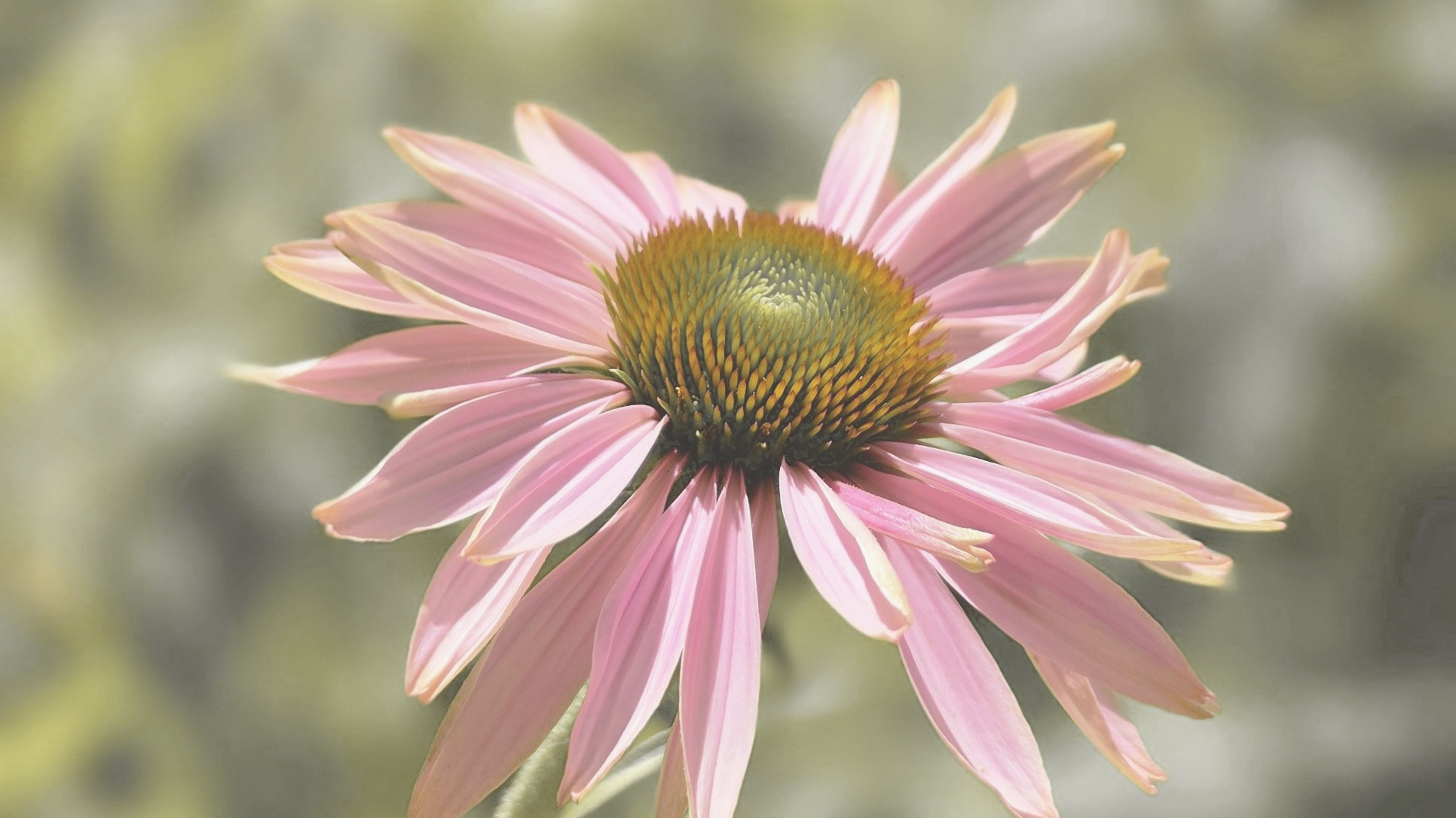 Flor rosa de equinácea en primer plano sobre un fondo verde desenfocado